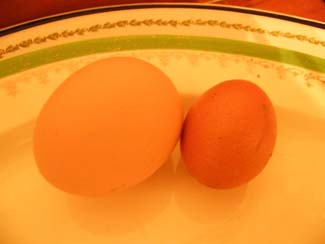 Castlefarm Athy County Kildare Ireland - pullet & chicken eggs